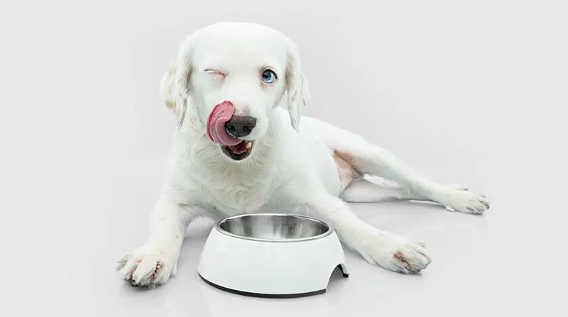 Farmina Dog Food