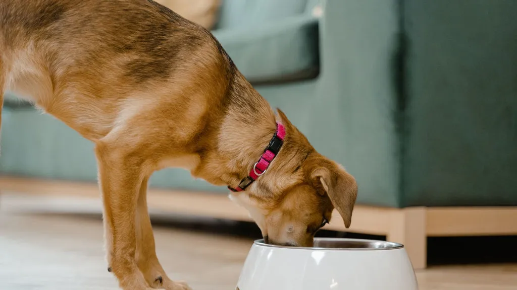 Hydrolyzed Protein Dog Food
