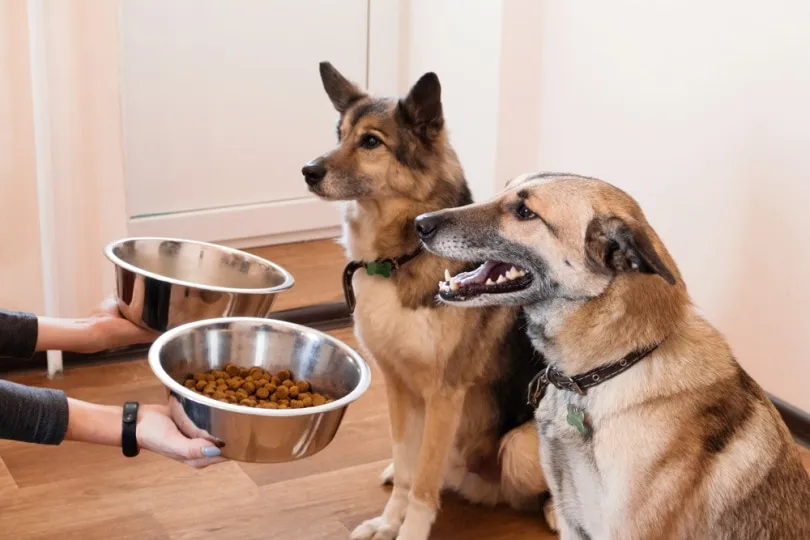 Dog Food Advisor