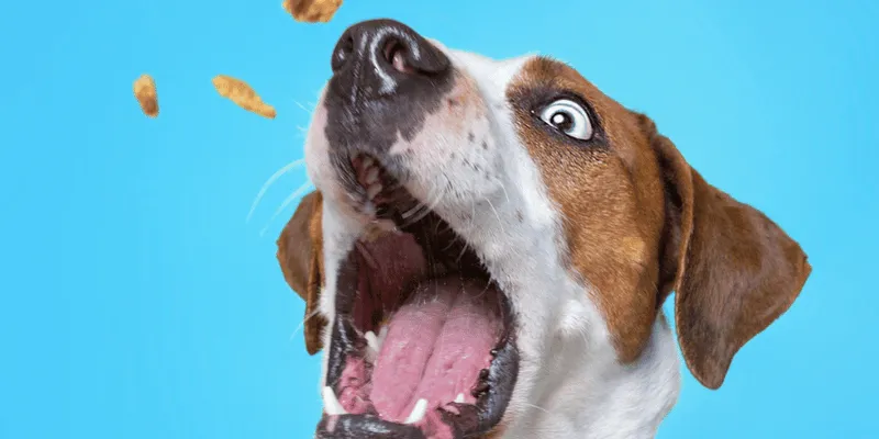 Hydrolyzed Protein Dog Food