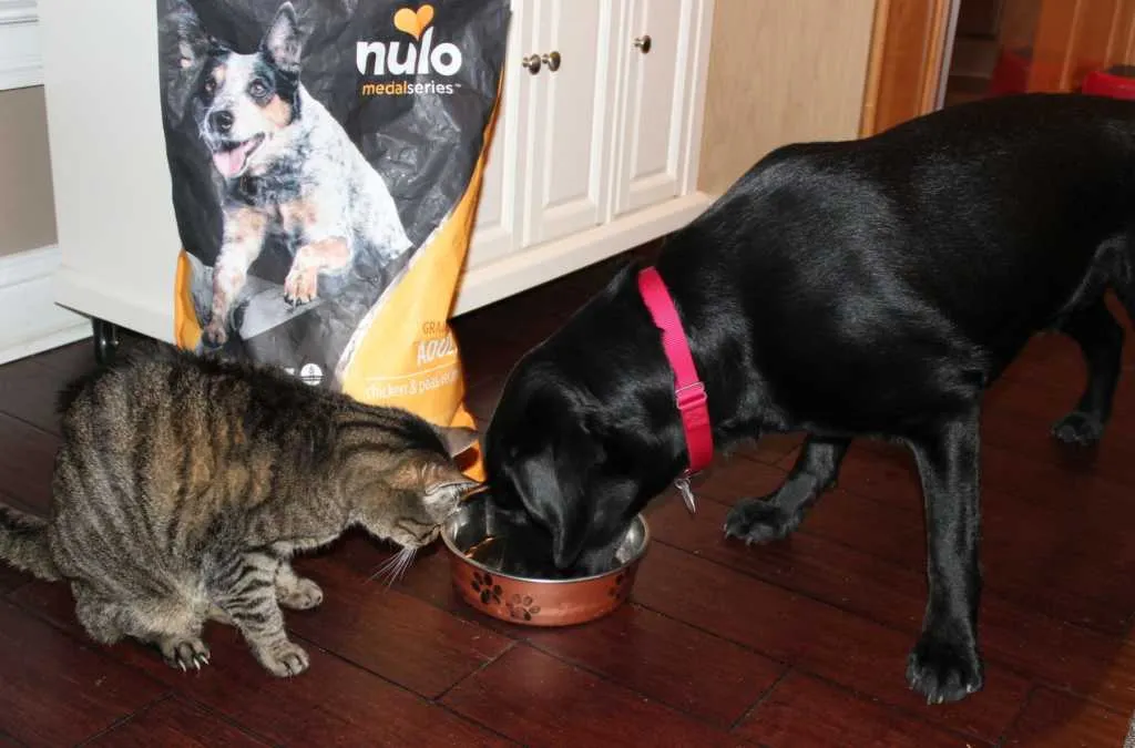 Nulo Dog Food