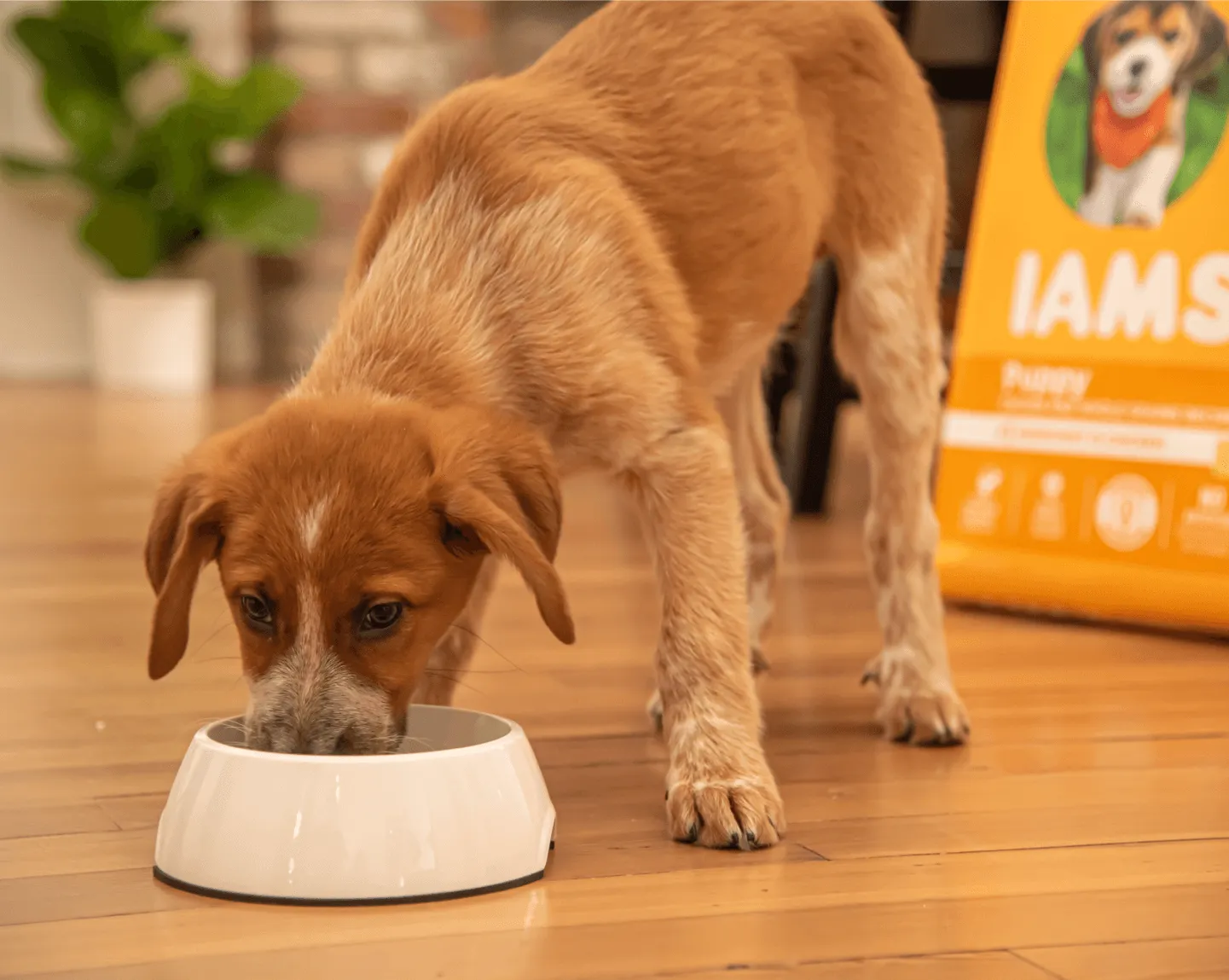 Iams Dog Food