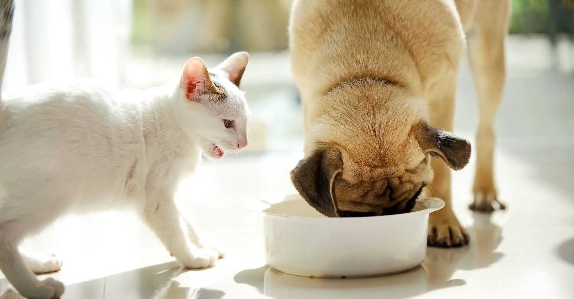 Can Cats Eat Dog Food?