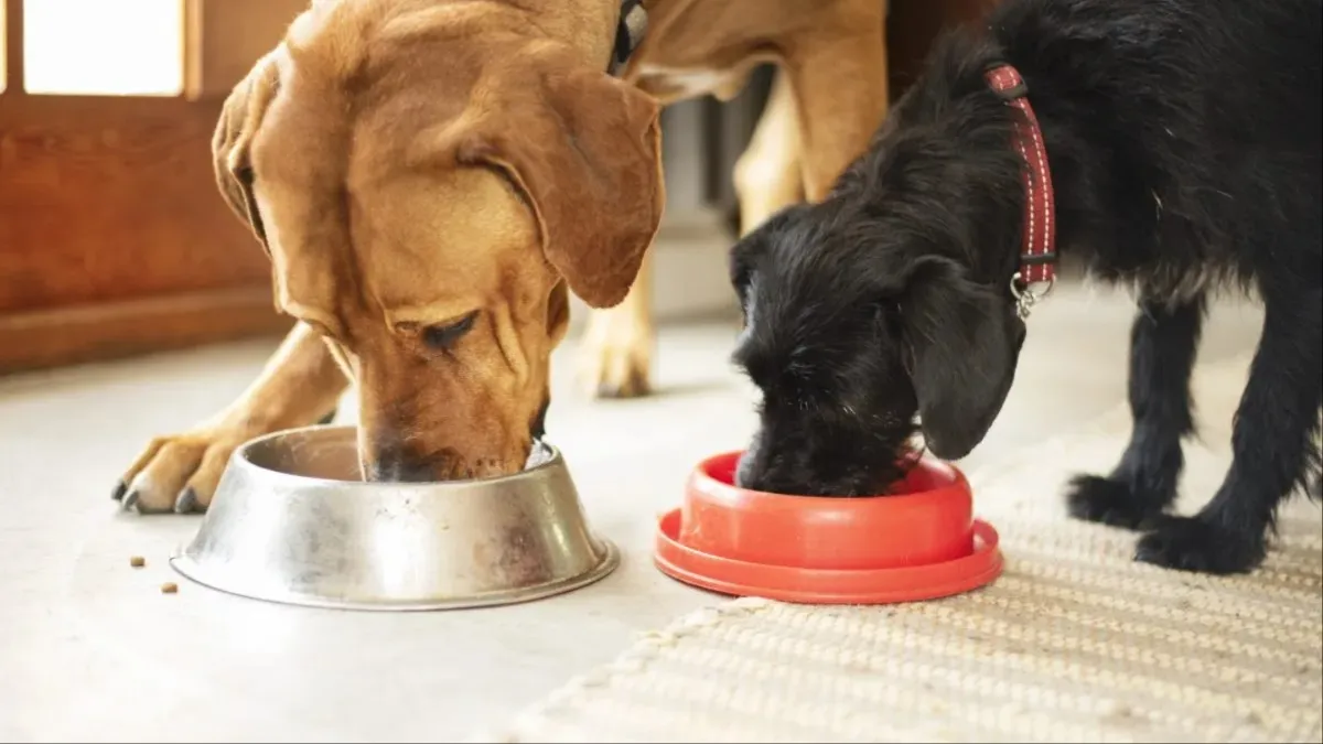 Inukshuk Dog Food