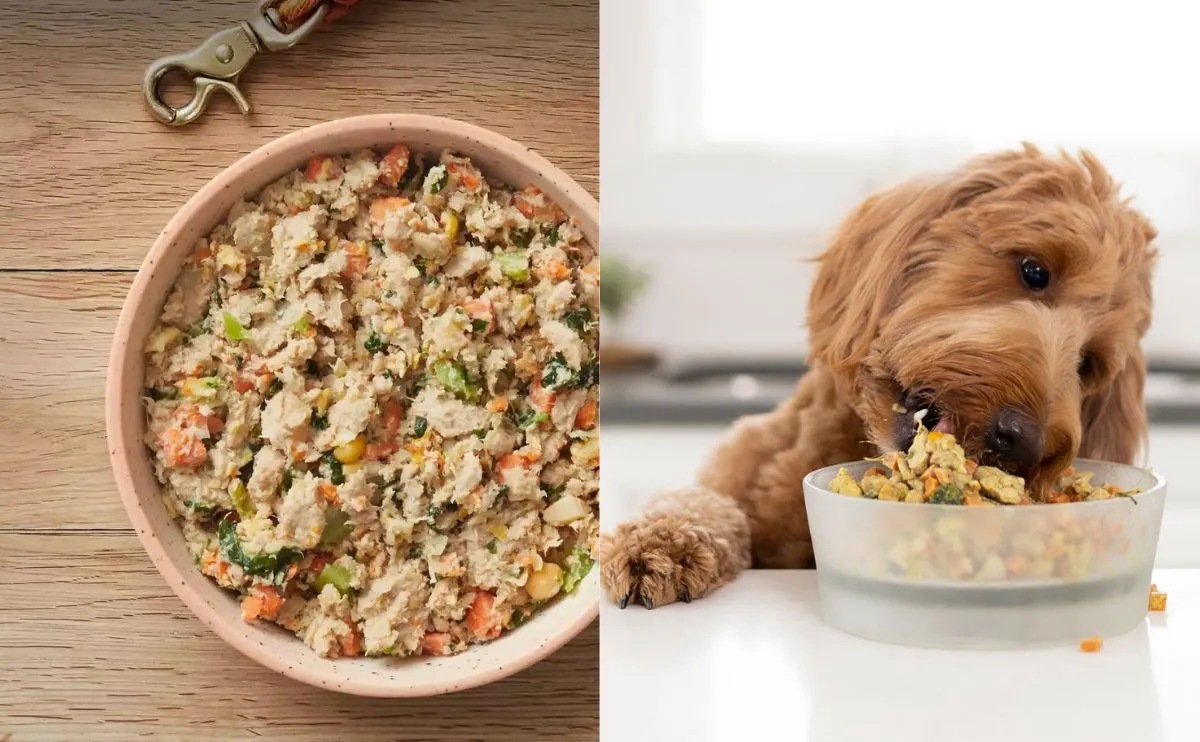 Nom Nom Dog Food