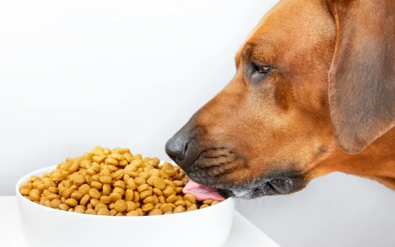 Authority Dog Food Brand