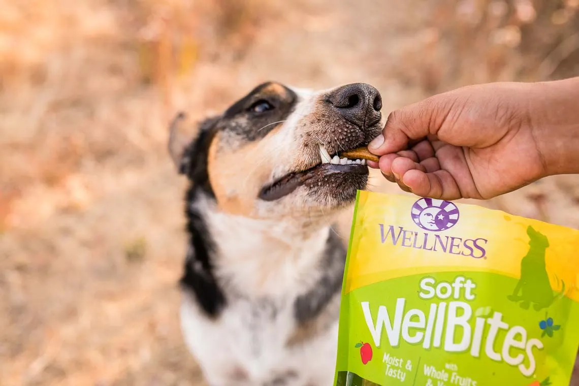 Wellness Dog Food 