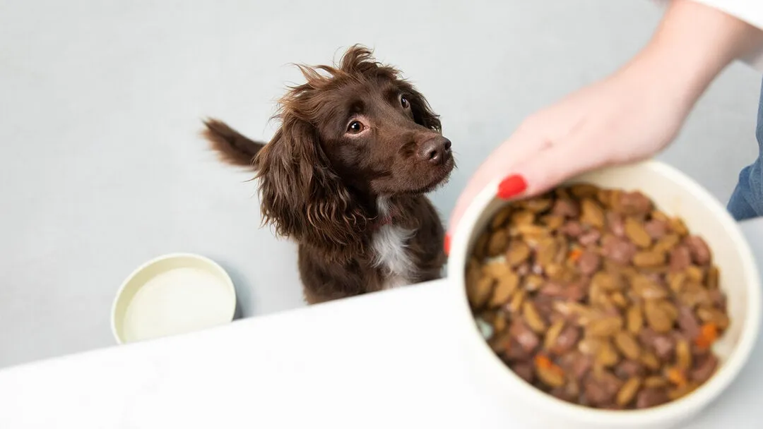 Beneful Dog Food