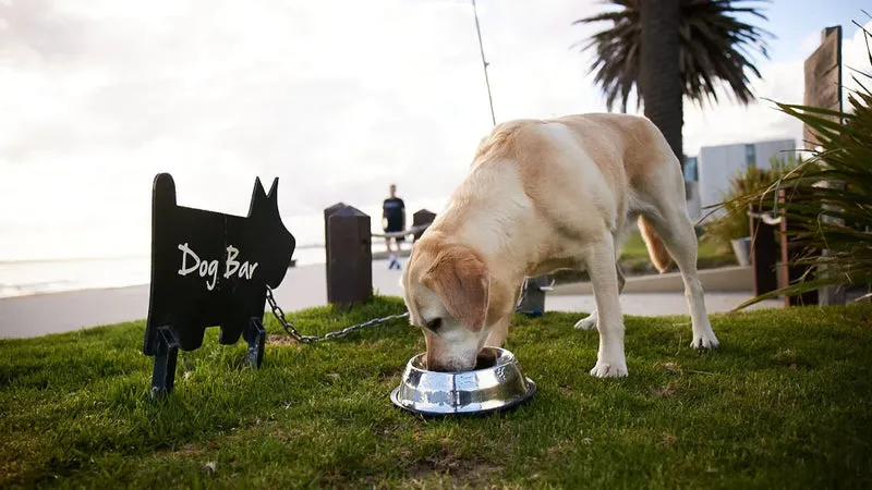 Taste of the Wild Dog Food