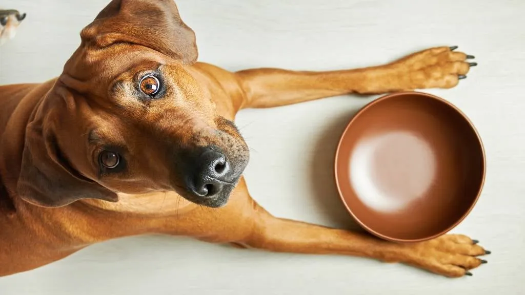 Authority Dog Food Brand