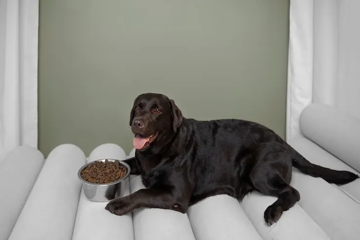 Blue Buffalo Dog Food