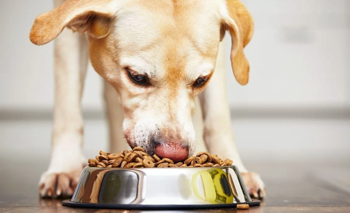 Hydrolyzed Protein Dog Food