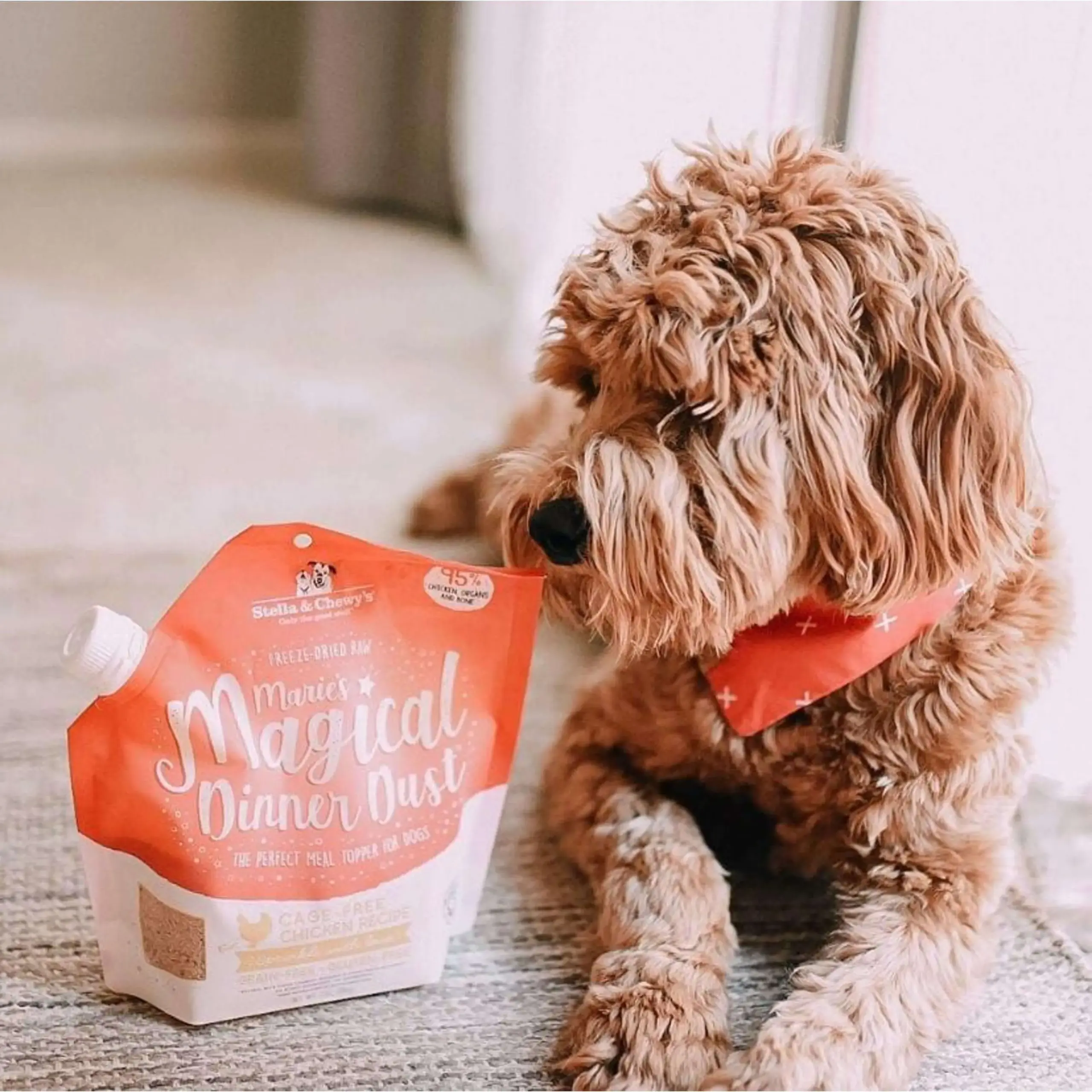 Chewy Dog Food