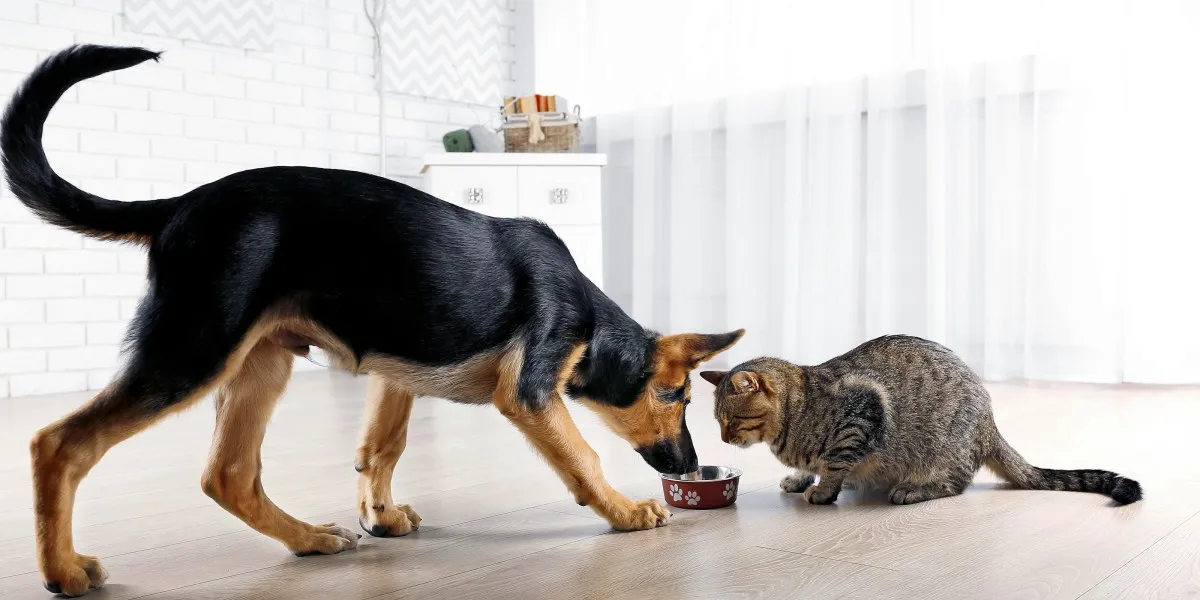 Can Cats Eat Dog Food?