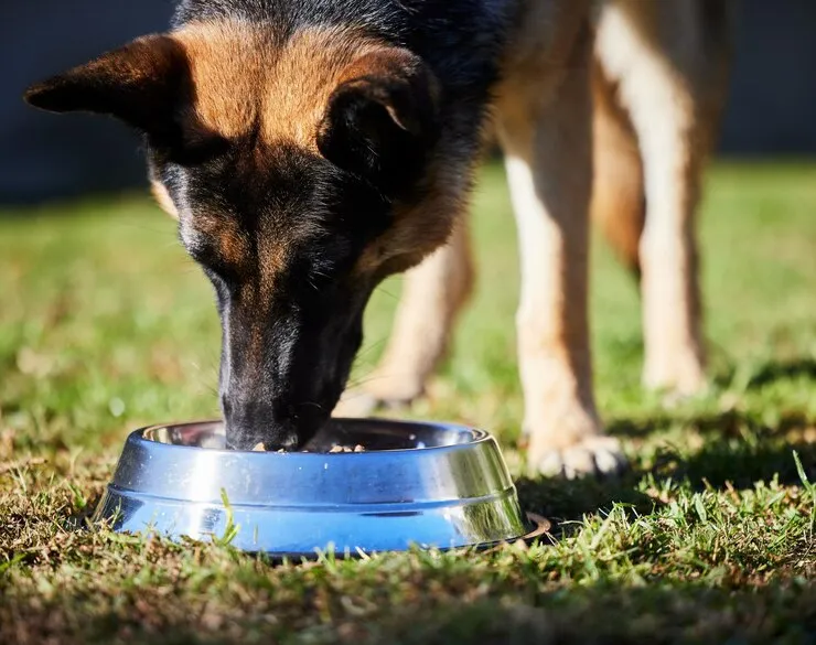 Blue Buffalo Dog Food