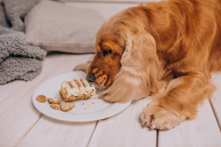 NutriSource Dog Food