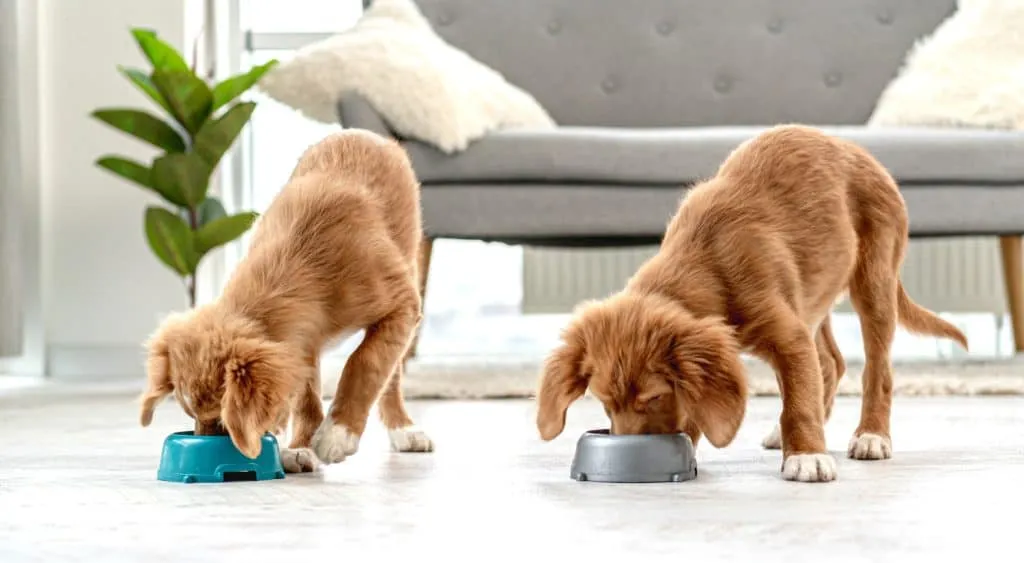 Cesar Dog Food