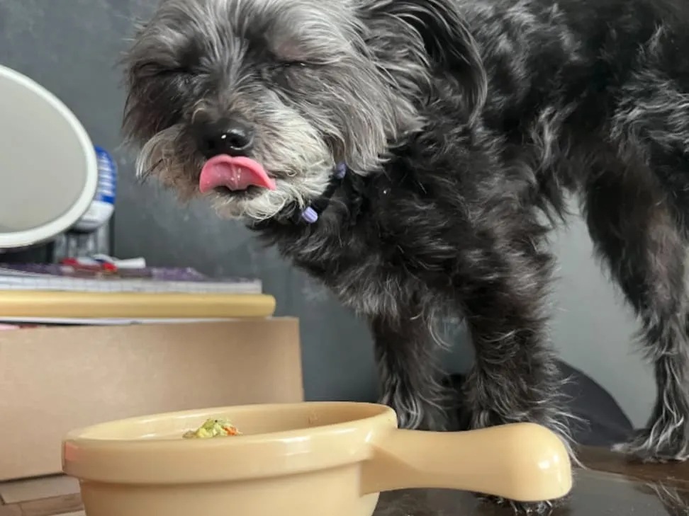 Nom Nom Dog Food