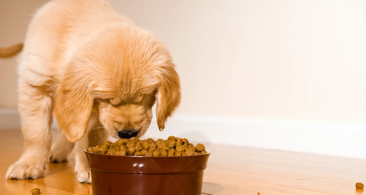 Freeze Dried Dog Food