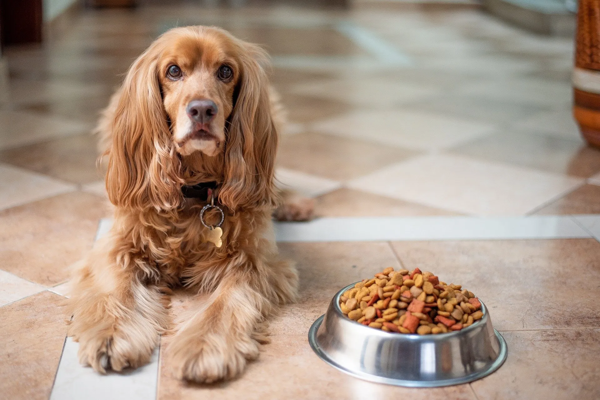 Farmina Dog Food