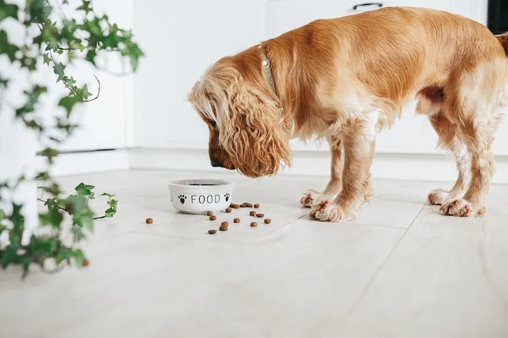 Diamond Naturals Dog Food