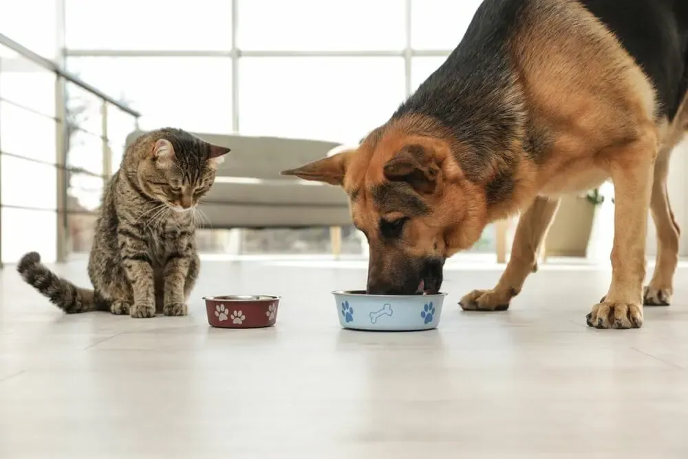 Can Cats Eat Dog Food?