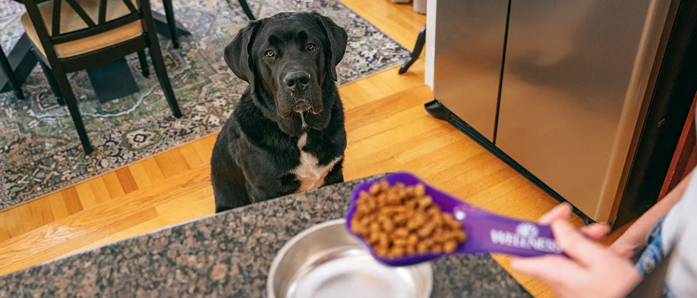 Iams Dog Food