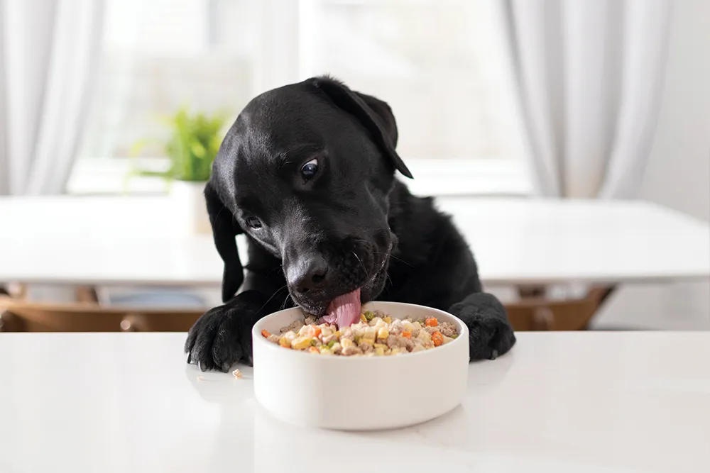 Victor Dog Food