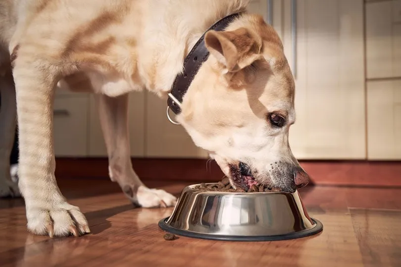 Kirkland Dog Food