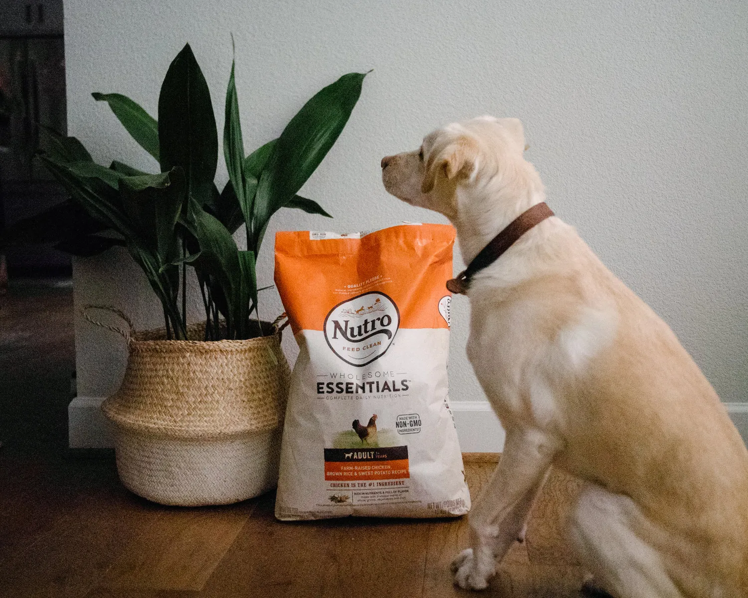 Nutro Dog Food