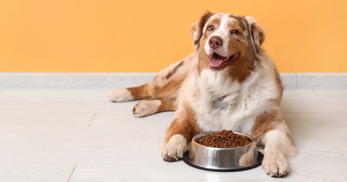 Freeze Dried Dog Food