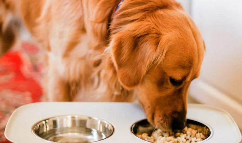 Farmina Dog Food