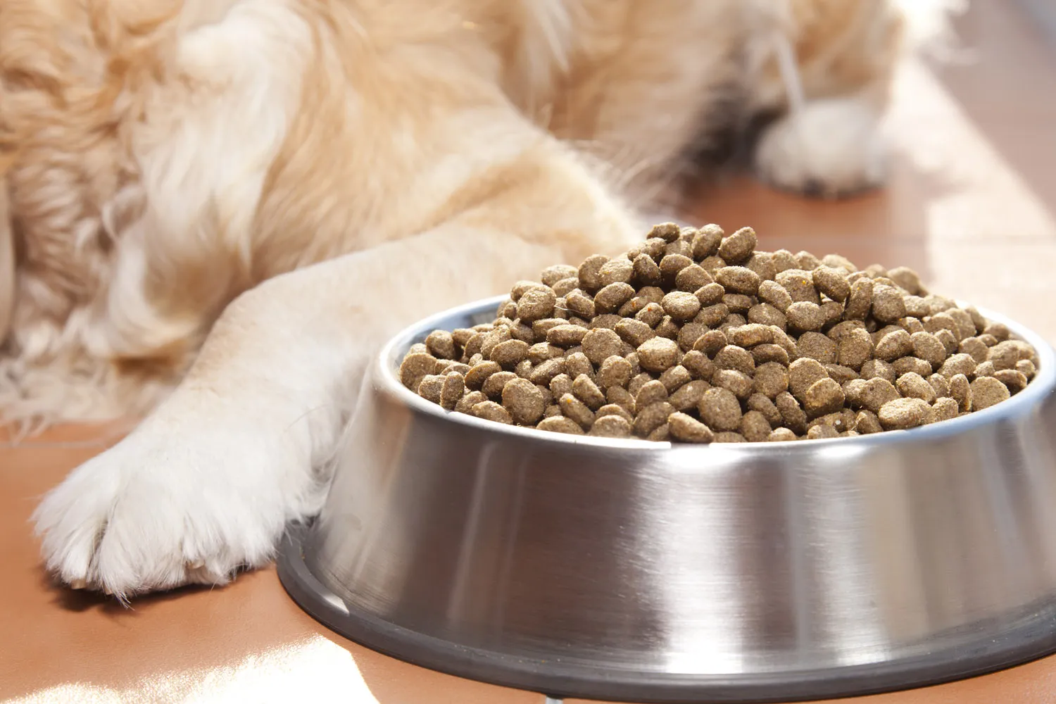 Beneful Dog Food