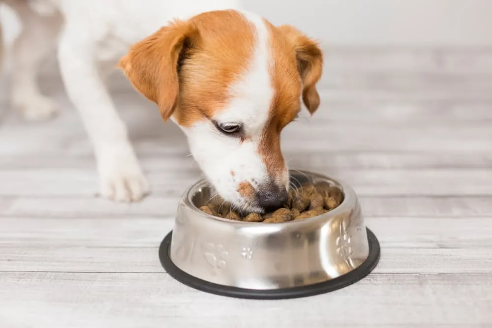 Nutro Dog Food