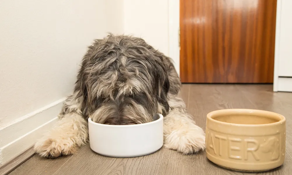 NutriSource Dog Food