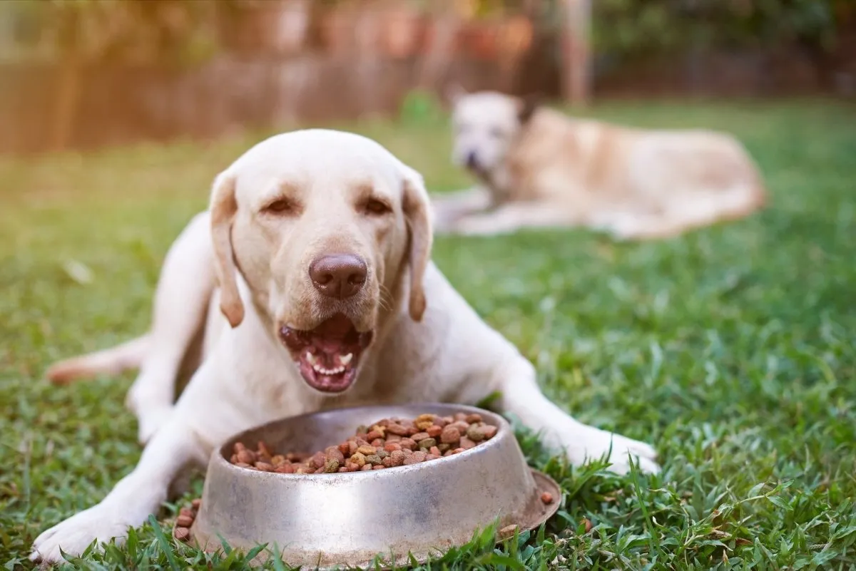 Authority Dog Food Brand