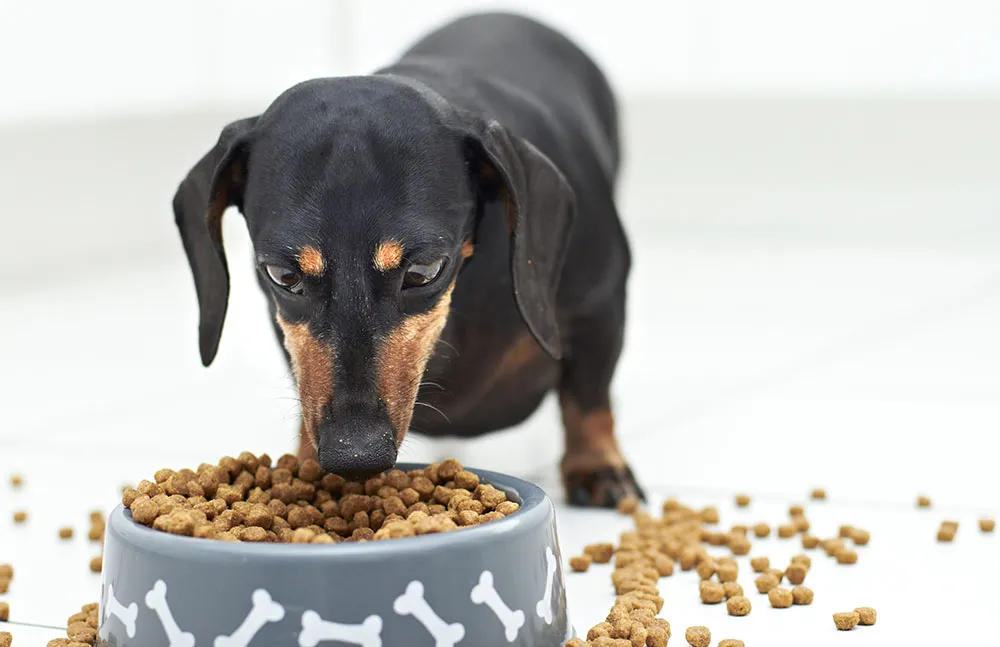 Valu-Pak Dog Food