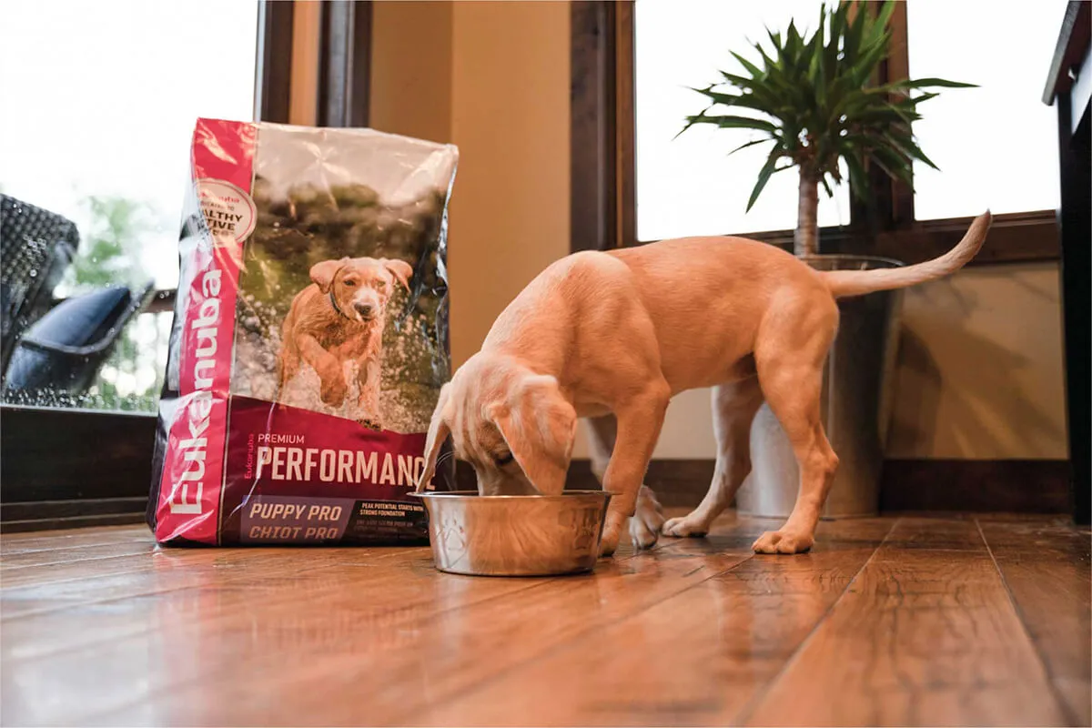 Eukanuba Dog Food