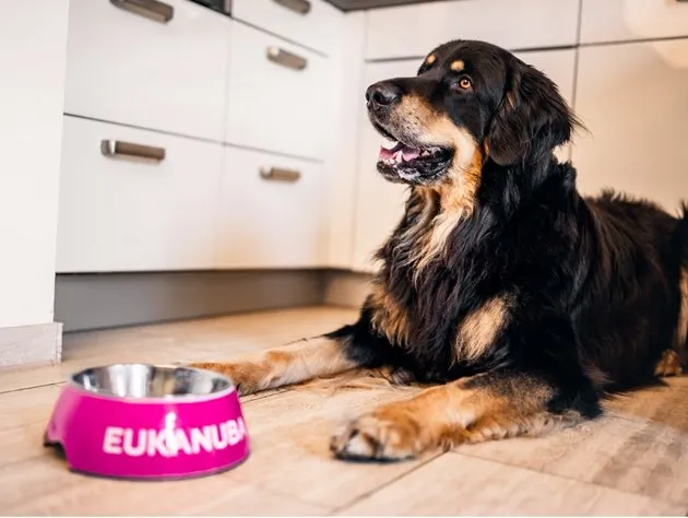 Eukanuba Dog Food