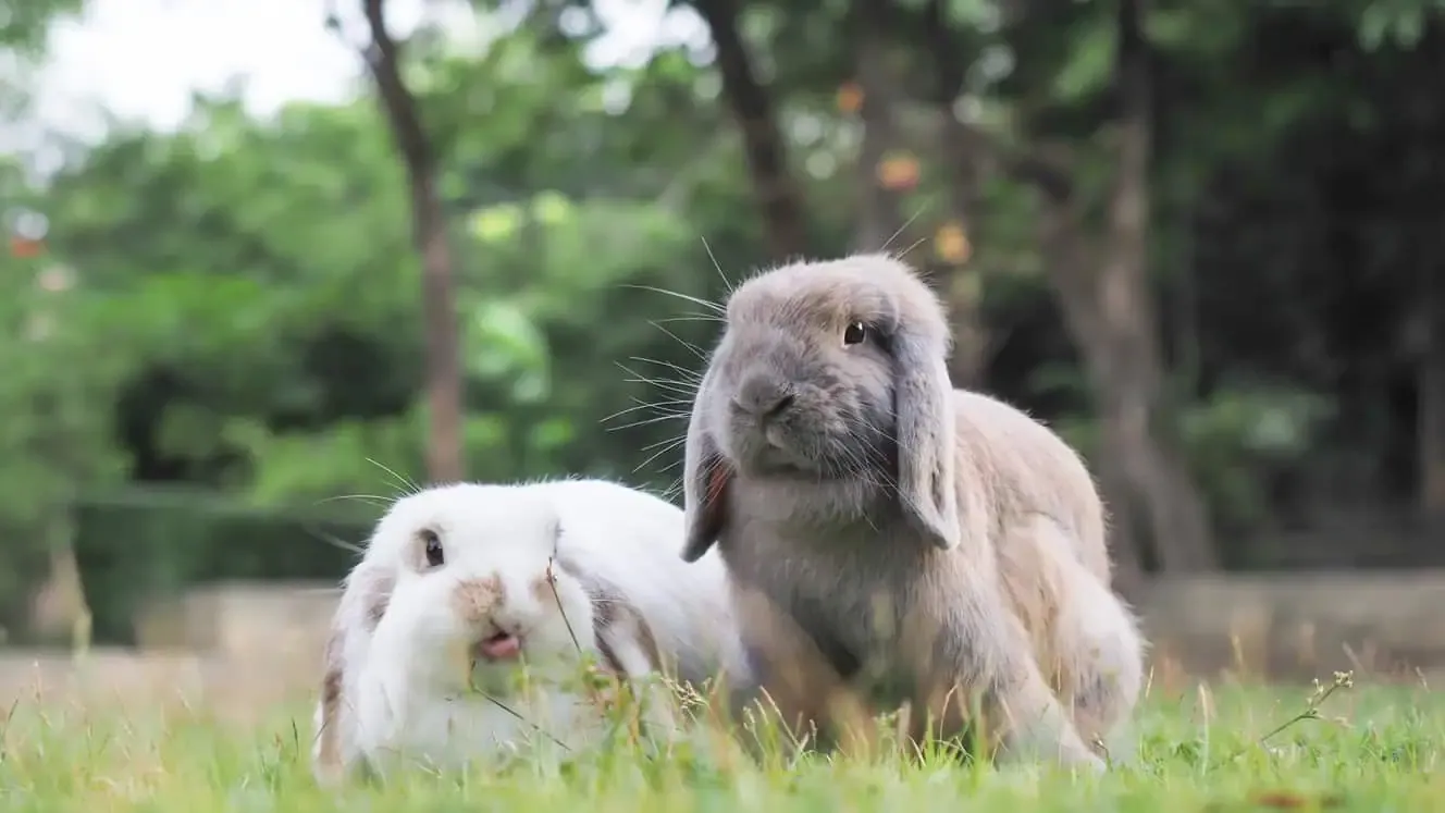 Holland Lop Bunnies