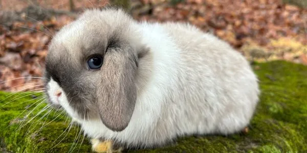 Holland Lop Bunnies
