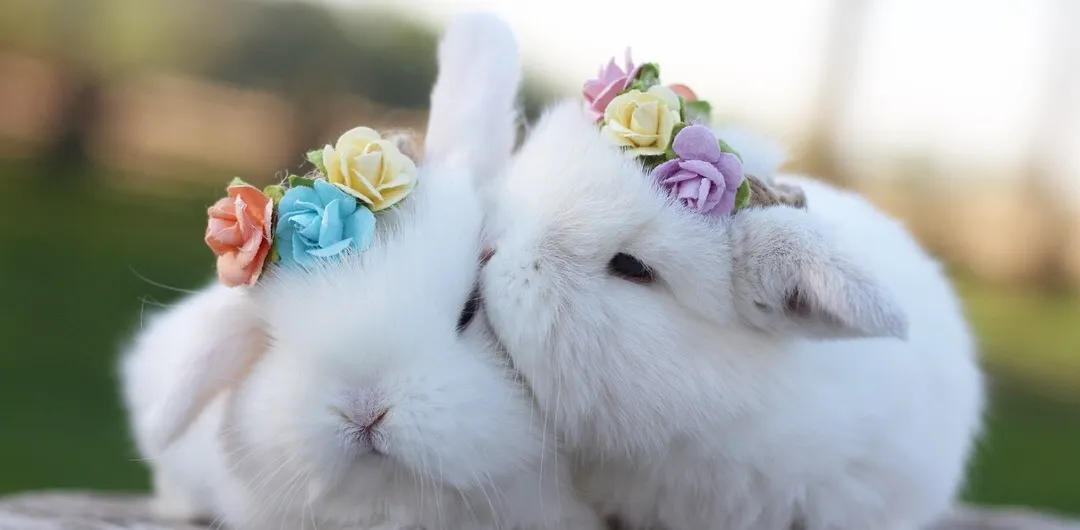 Holland Lop Bunnies Near Me for Sale