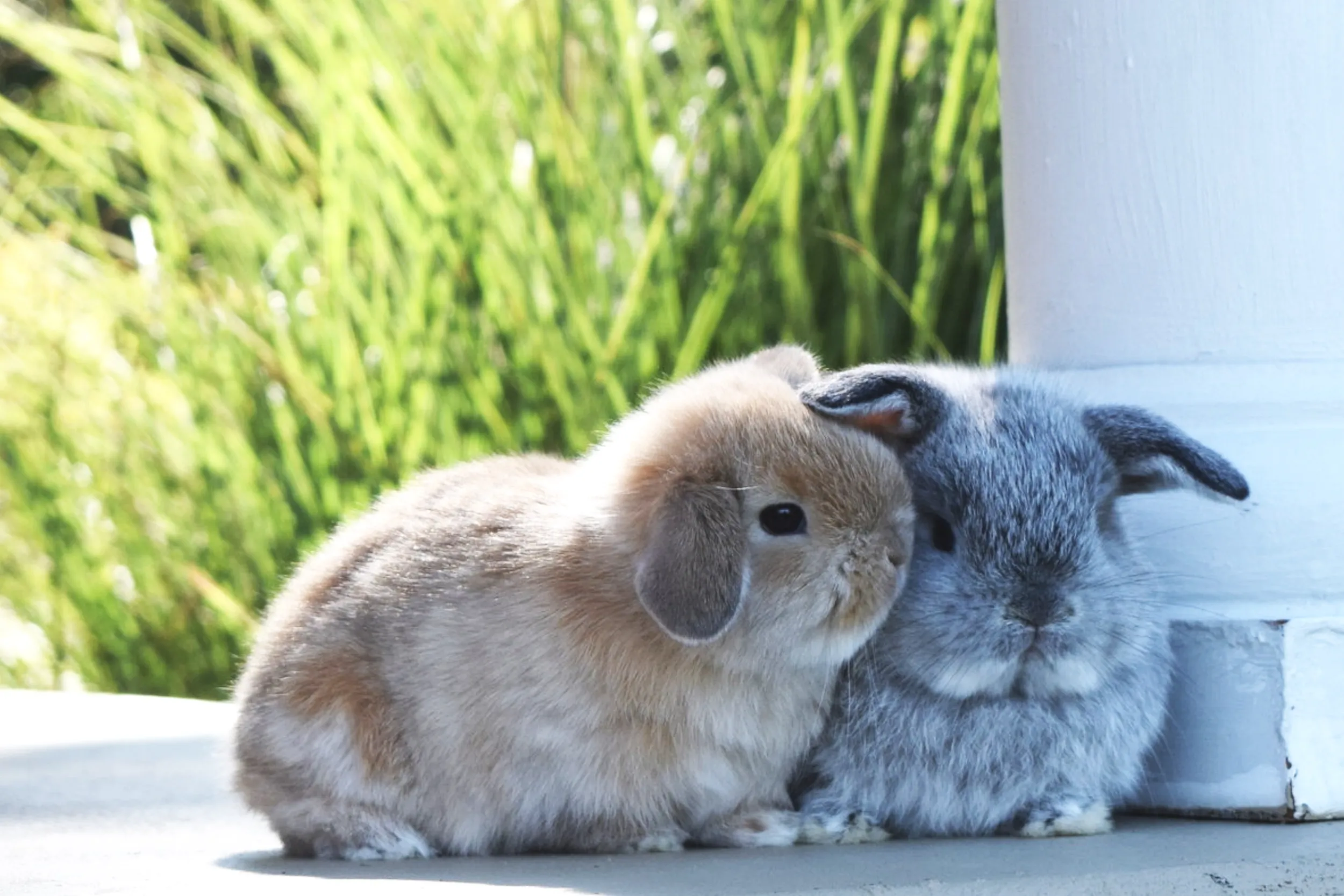 Holland Lop Bunnies Near Me for Sale