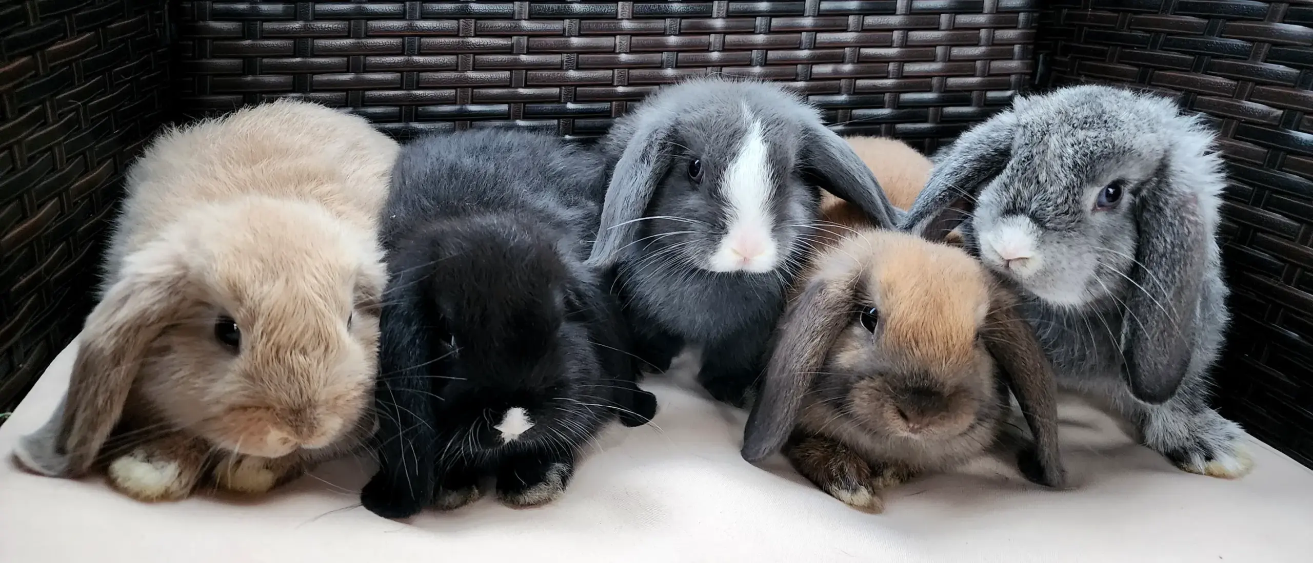 Holland Lop Bunnies Near Me for Sale