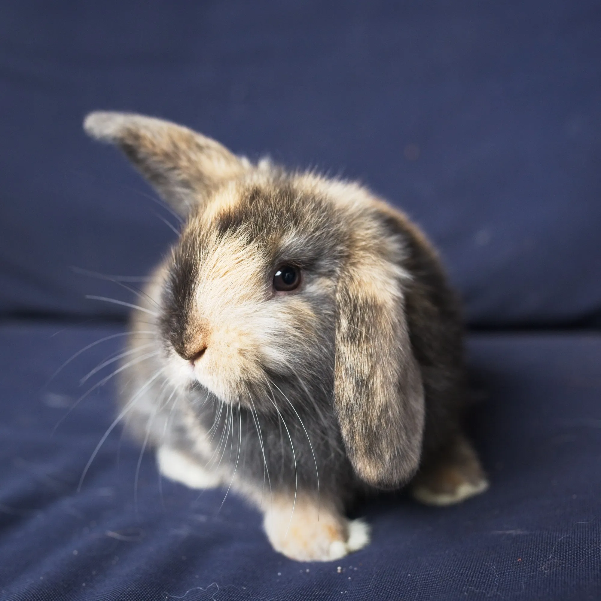 Holland Lop Bunnies Near Me for Sale