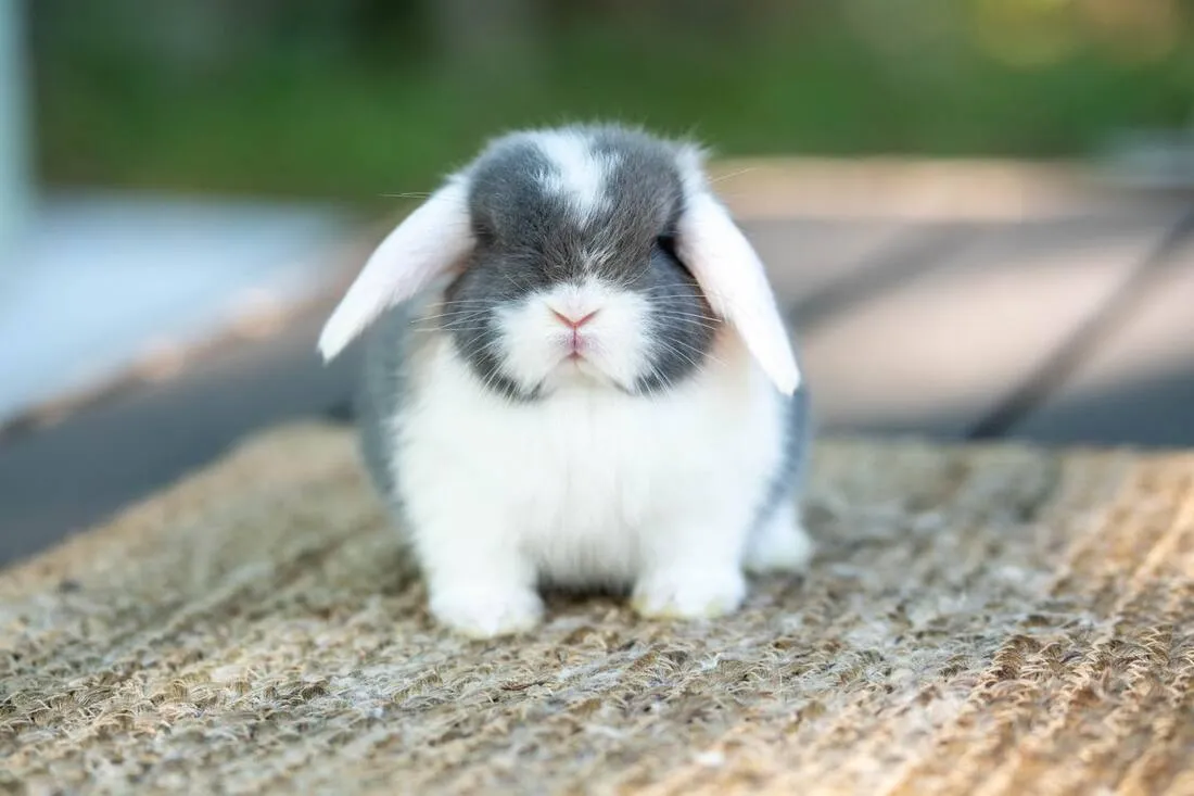 Holland Lop Bunnies Near Me for Sale