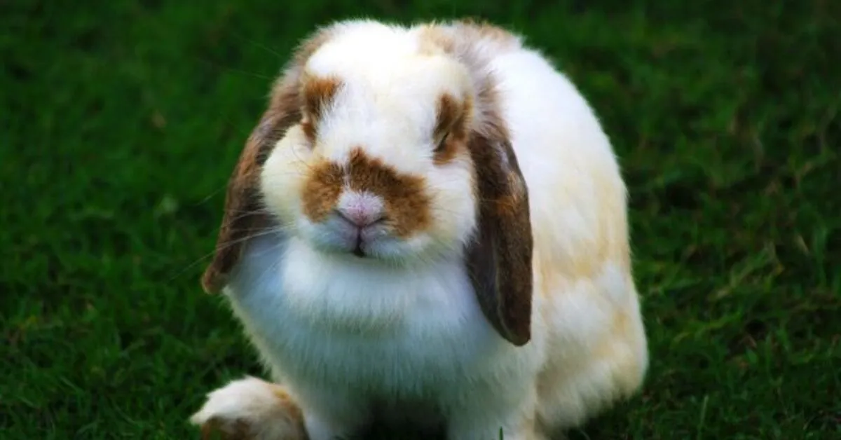 Holland Lop Bunnies