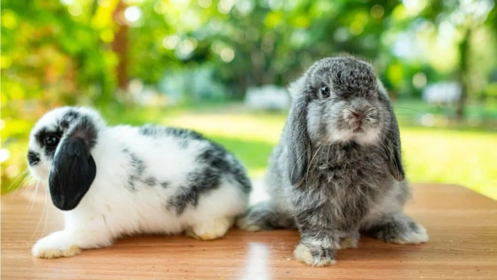 Holland Lop Bunnies