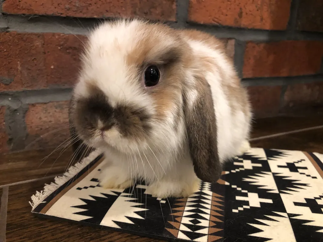 Holland Lop Bunnies for Sale