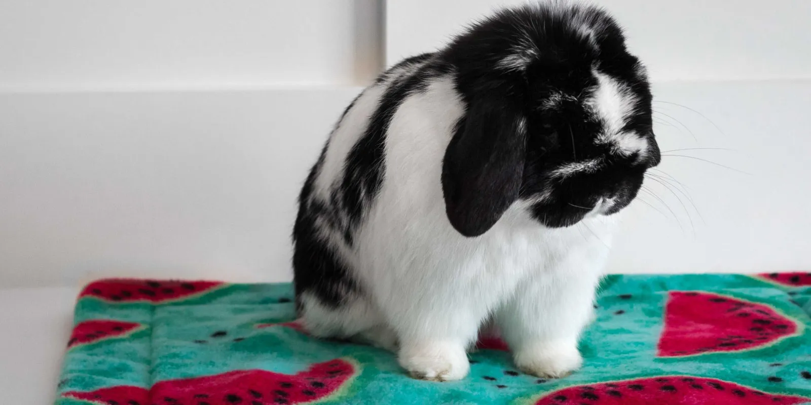 Holland Lop Bunnies for Sale
